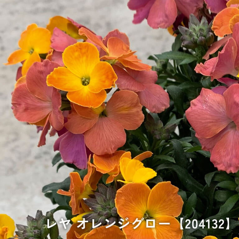 erysimum