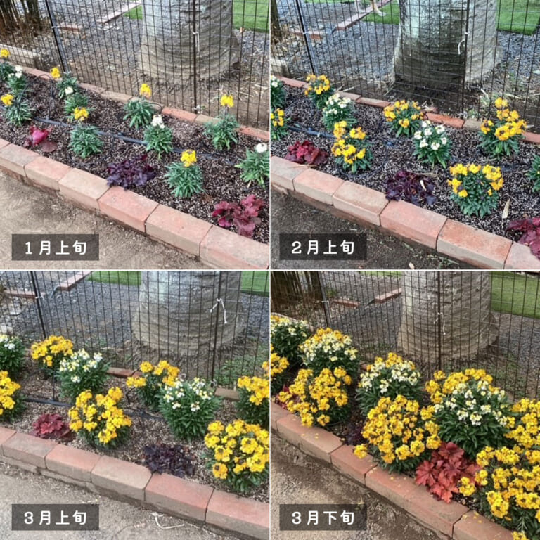 erysimum