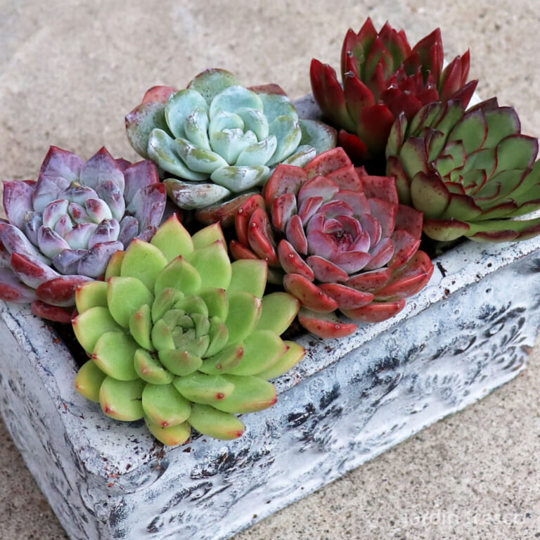 echeveria_6