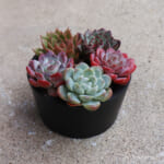 echeveria_6