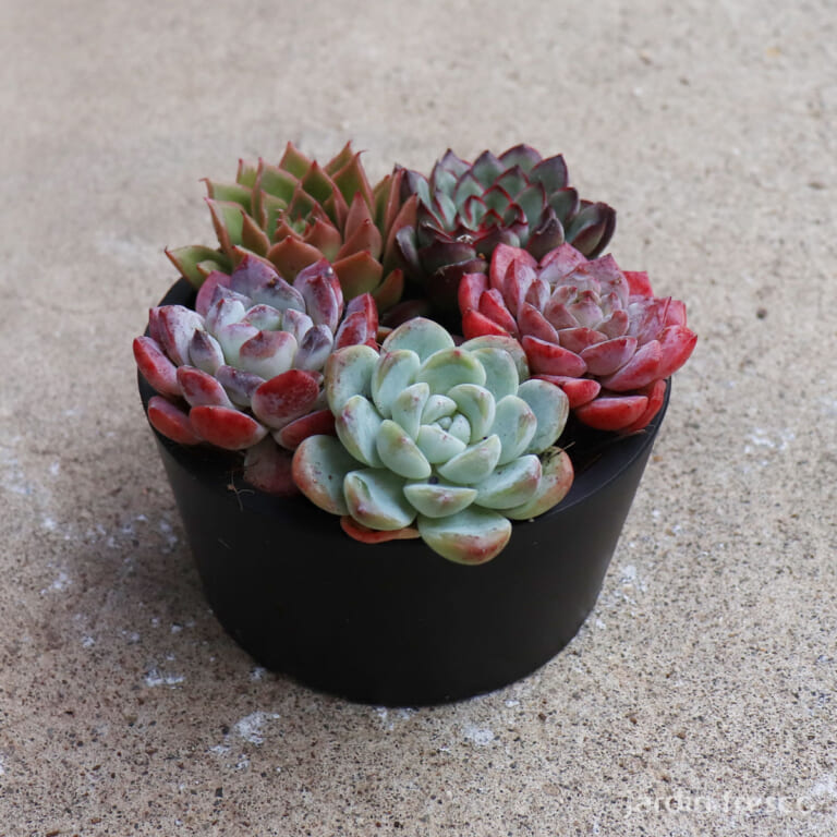 echeveria_6