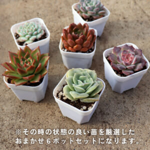 echeveria_6