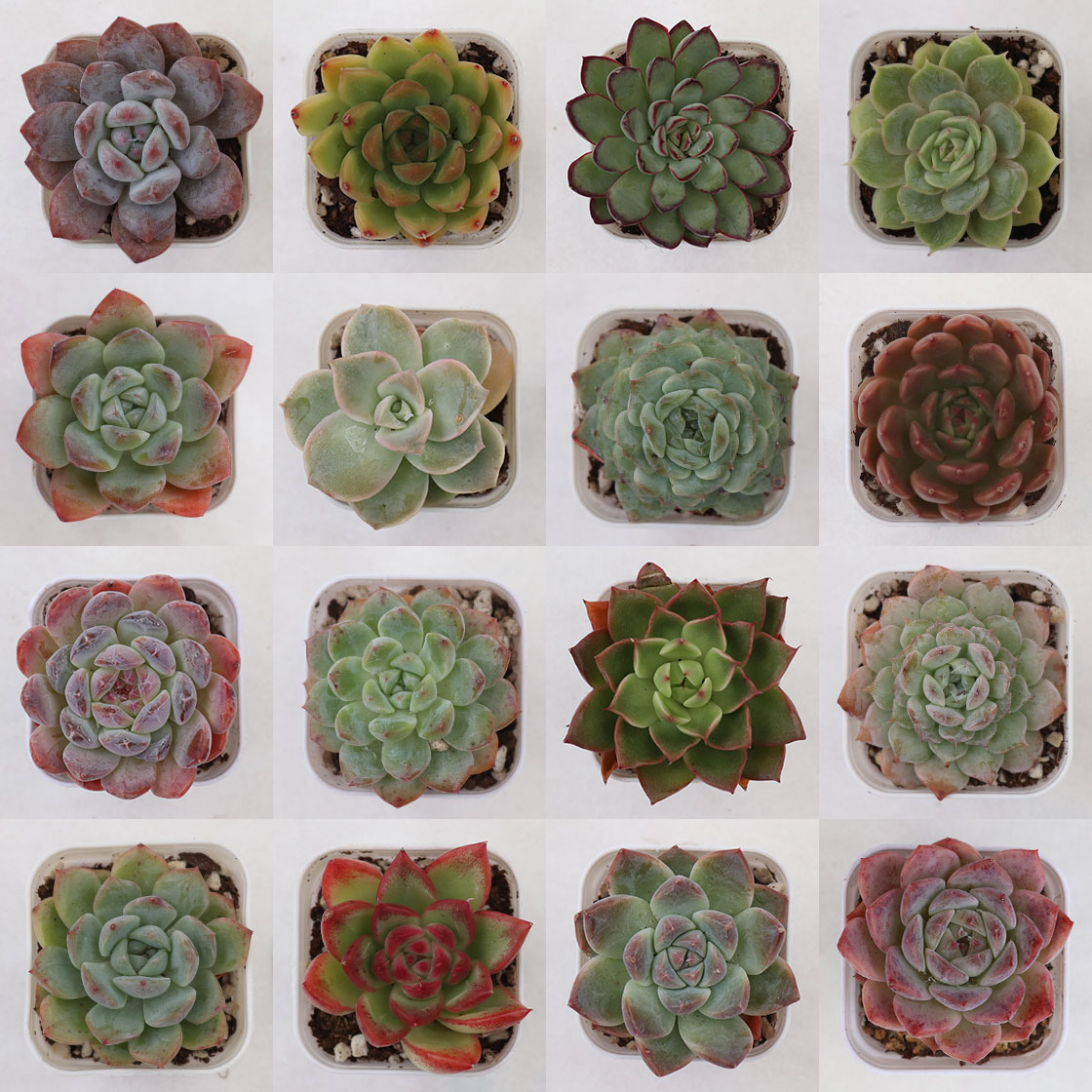 jardinカラフルエケベリア新登場！