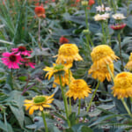 echinacea
