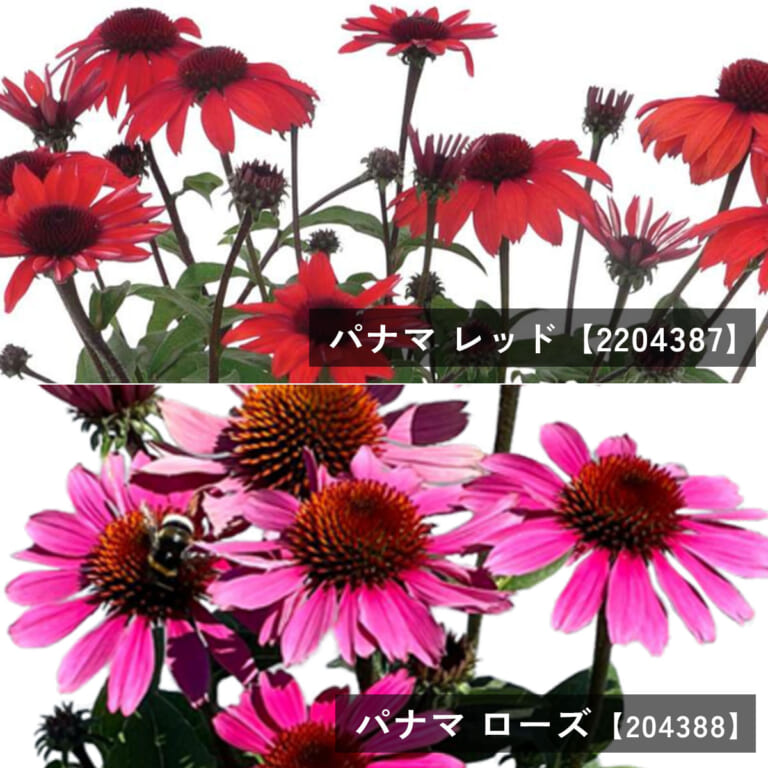 echinacea