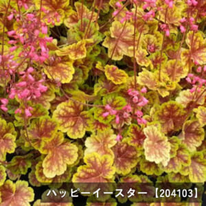 heuchera-n