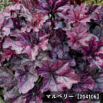 heuchera-n