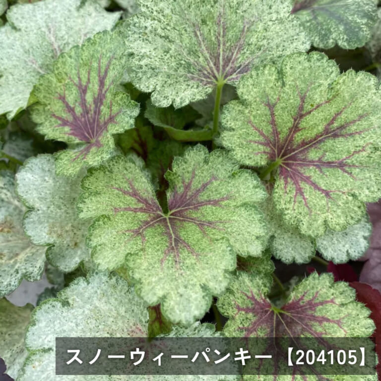 heuchera-n