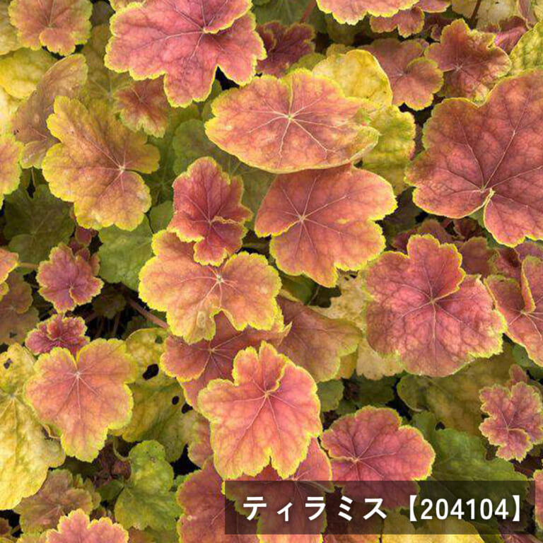 heuchera-n