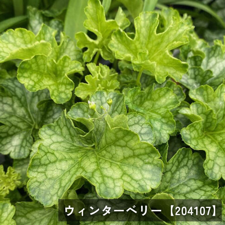 heuchera-n