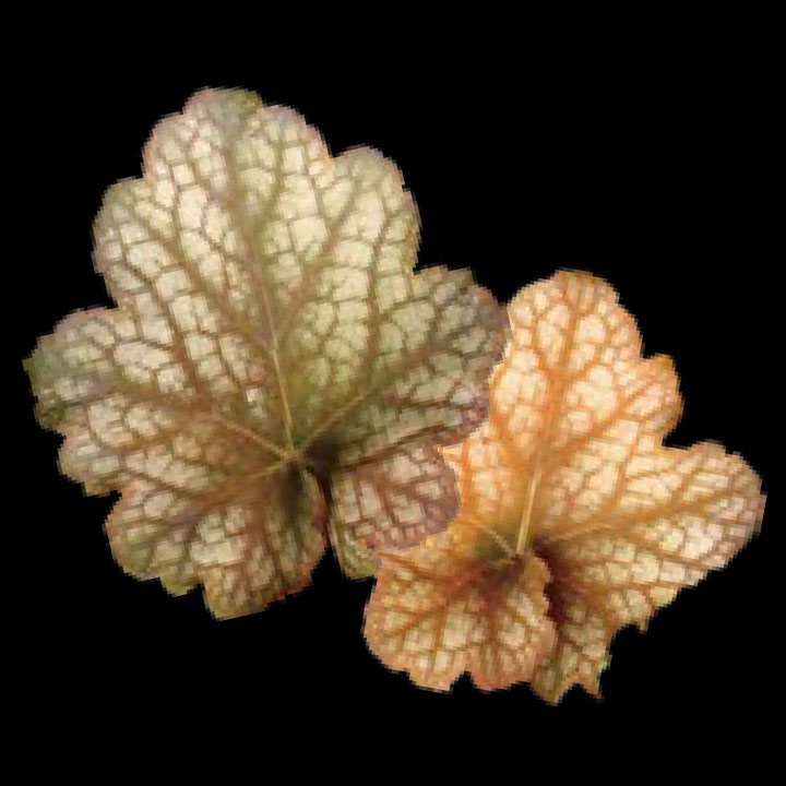 こだわりヒューケラ