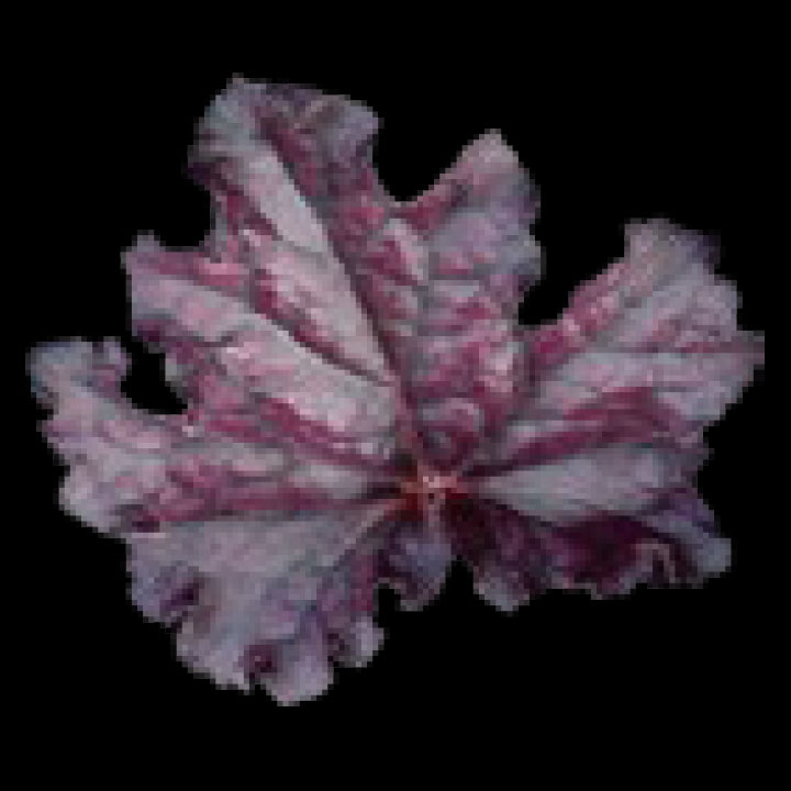 こだわりヒューケラ