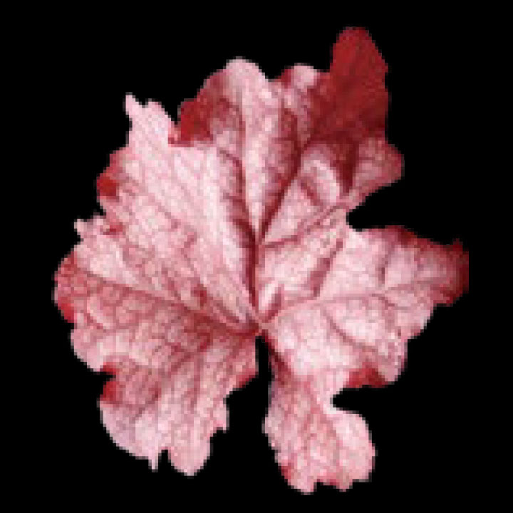 こだわりヒューケラ