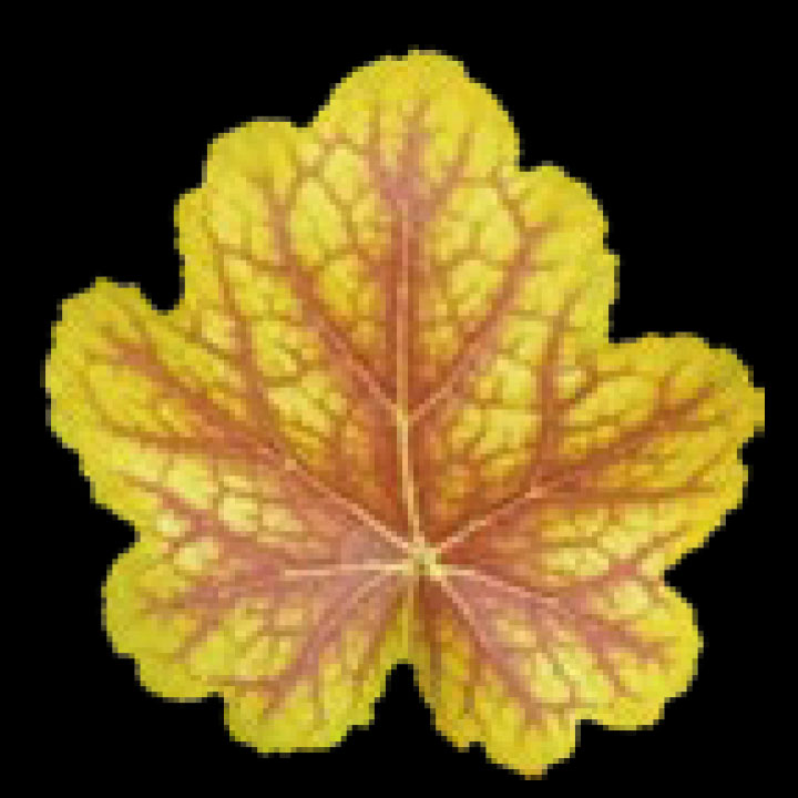 こだわりヒューケラ