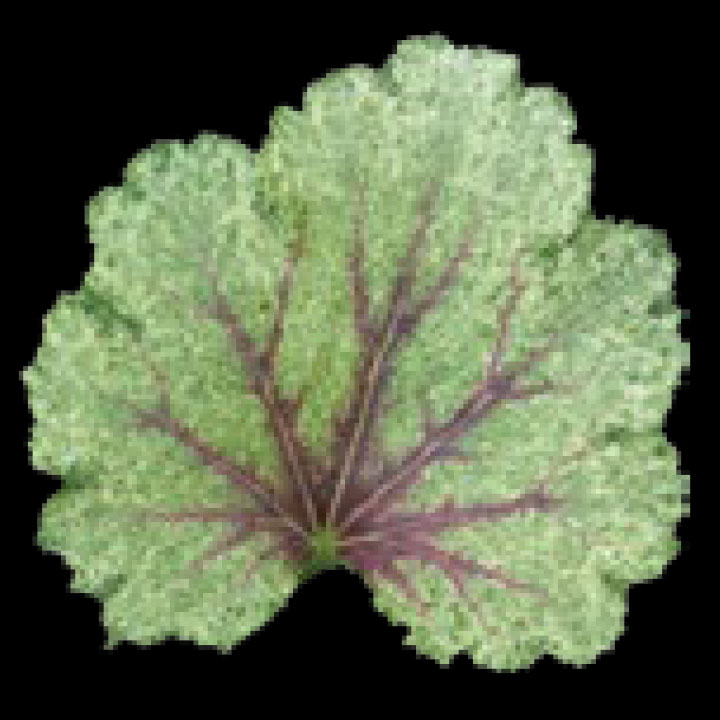 こだわりヒューケラ