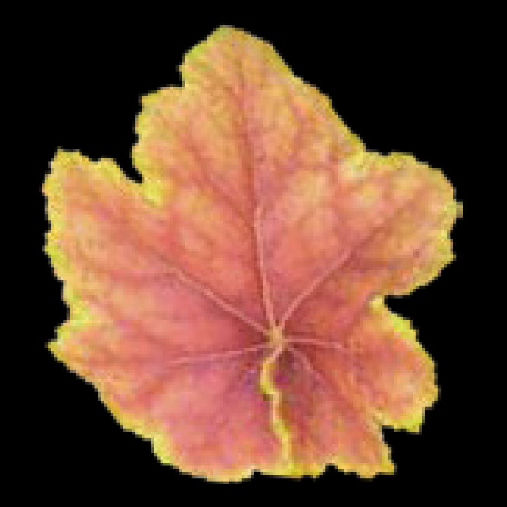 こだわりヒューケラ