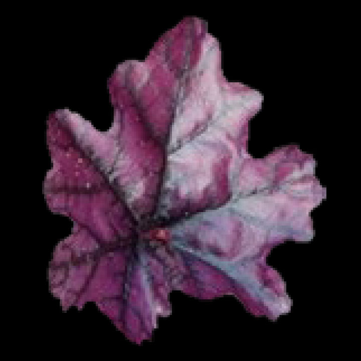 こだわりヒューケラ