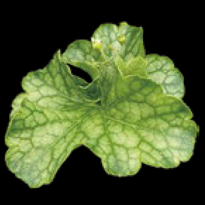 こだわりヒューケラ