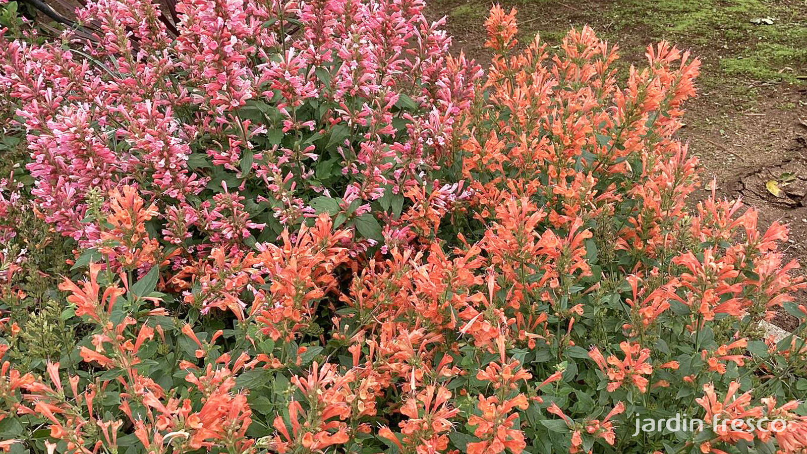 アガスタチの冬支度