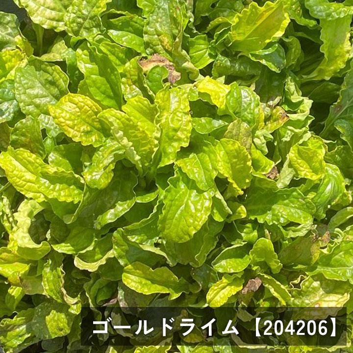 アジュガ 苗 ネコポスいっぱい!! Amazon.co.jp: アジュガ苗 28個 3号ポット 品種ミックス 市場直送