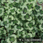 clover-t_