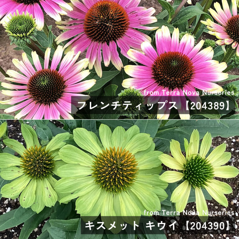 echinacea
