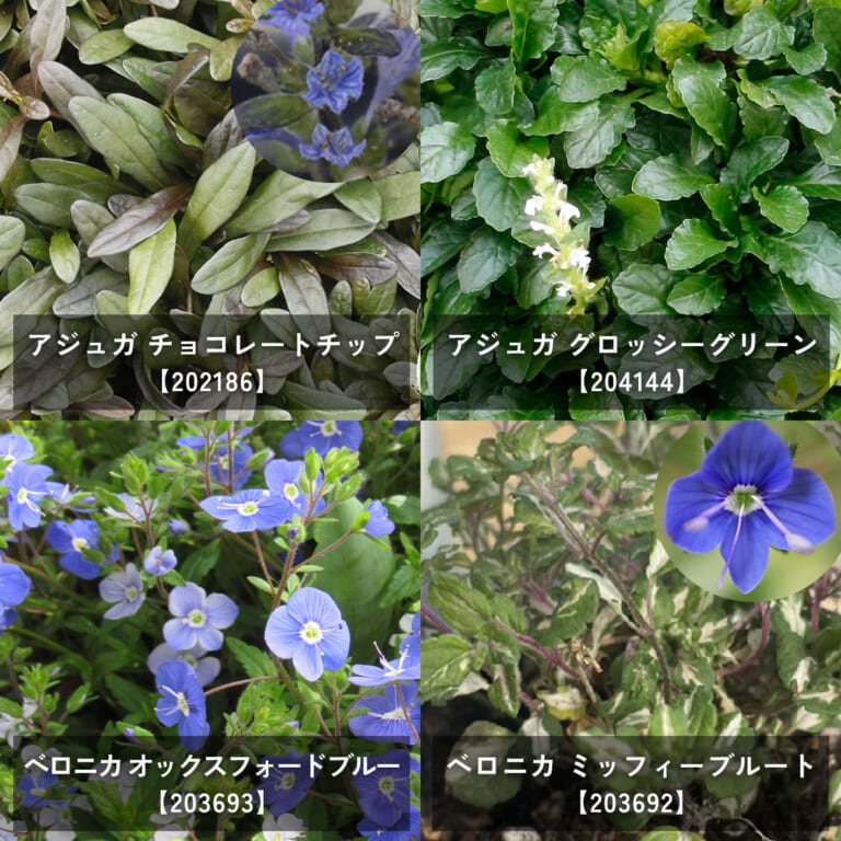 groundcover_12