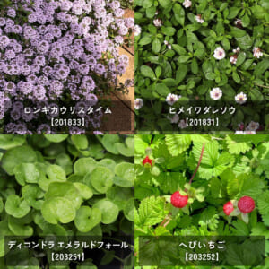 groundcover_12