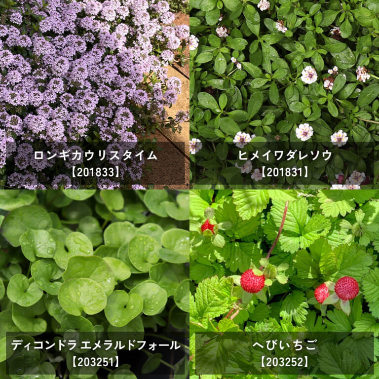 groundcover_12