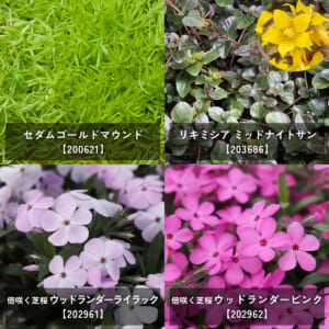 groundcover_12