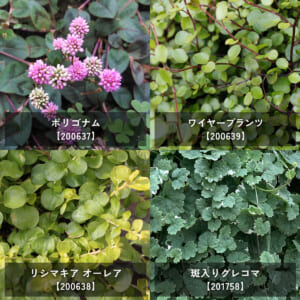 groundcover_12