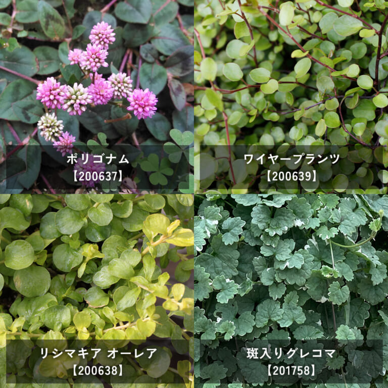 groundcover_12