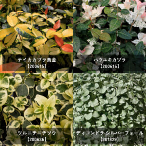 groundcover_12