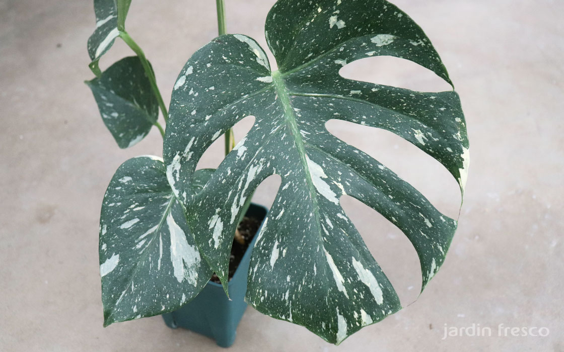斑入りモンステラ 販売店一覧 - jardin-fresco ハルディンフレスコ
