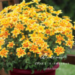 bidens