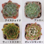 echeveria_6