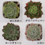 echeveria_6