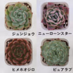 echeveria_6