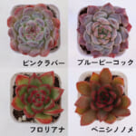echeveria_6