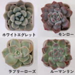 echeveria_6