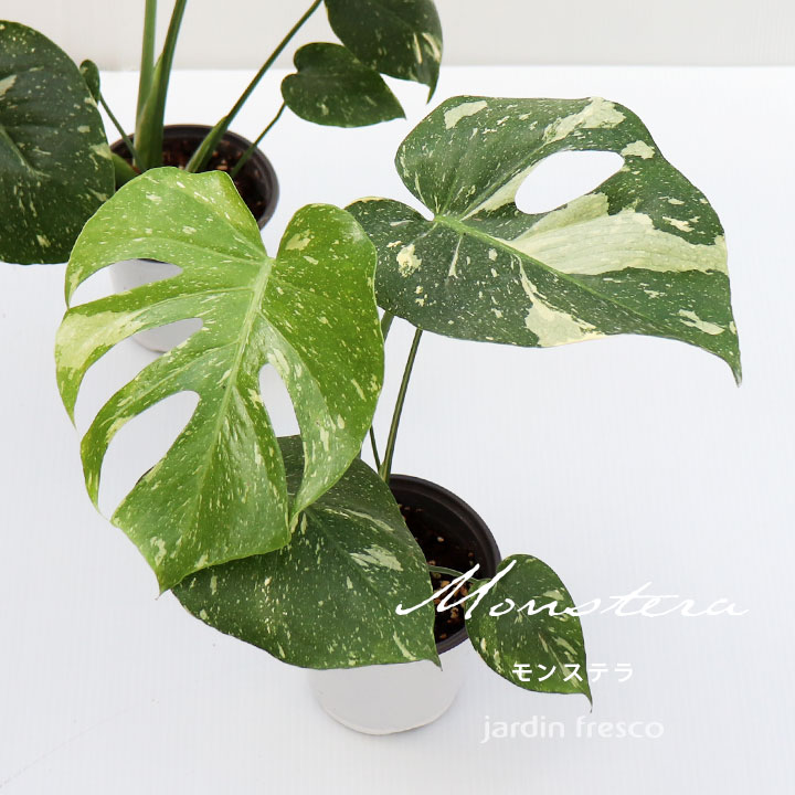 monstera_12wh