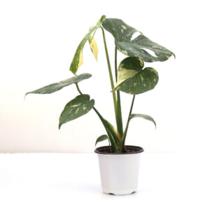 monstera_12wh